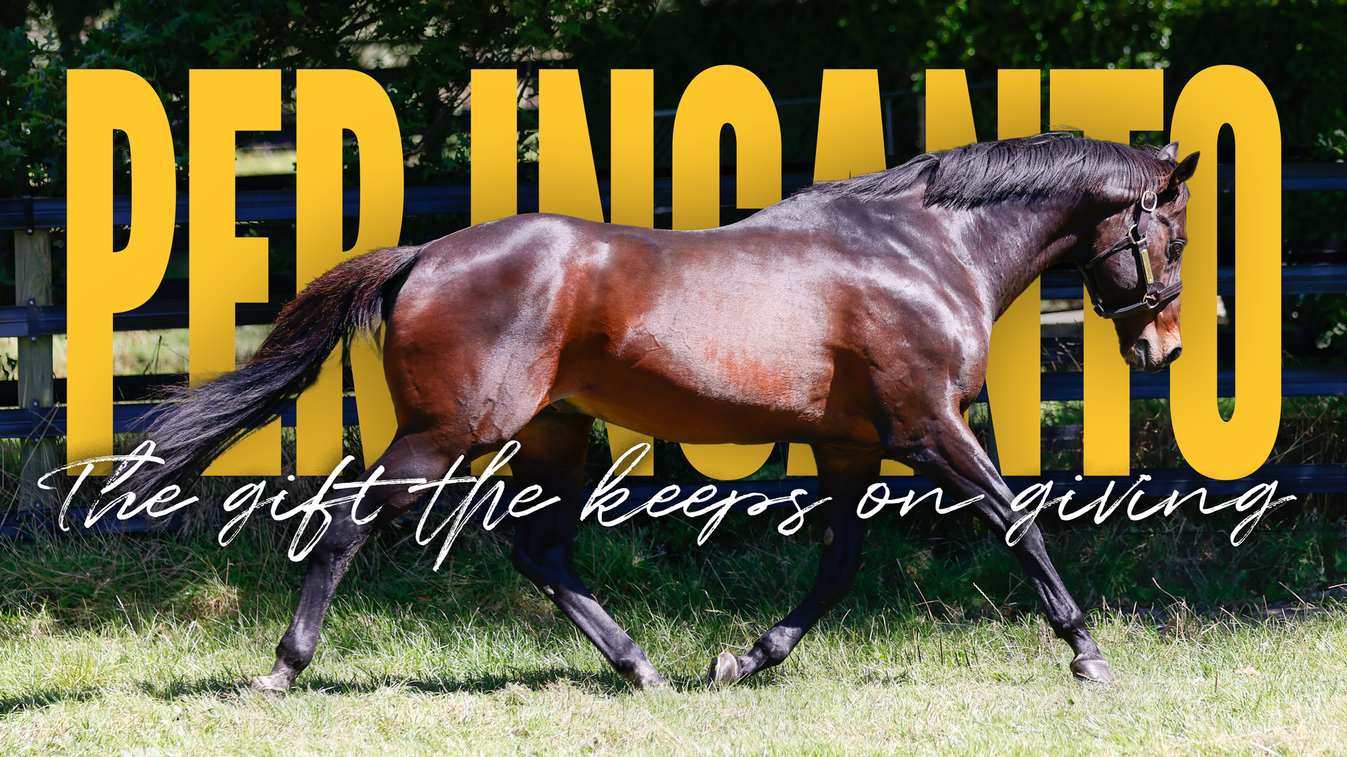 PER INCANTO. The gift that keeps on giving