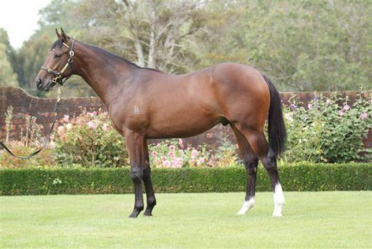 O'Reilly (NZ) - Moonstrummer (NZ)