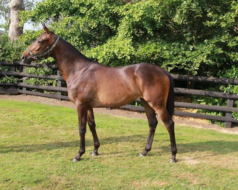 O'Reilly - Wansesingyee