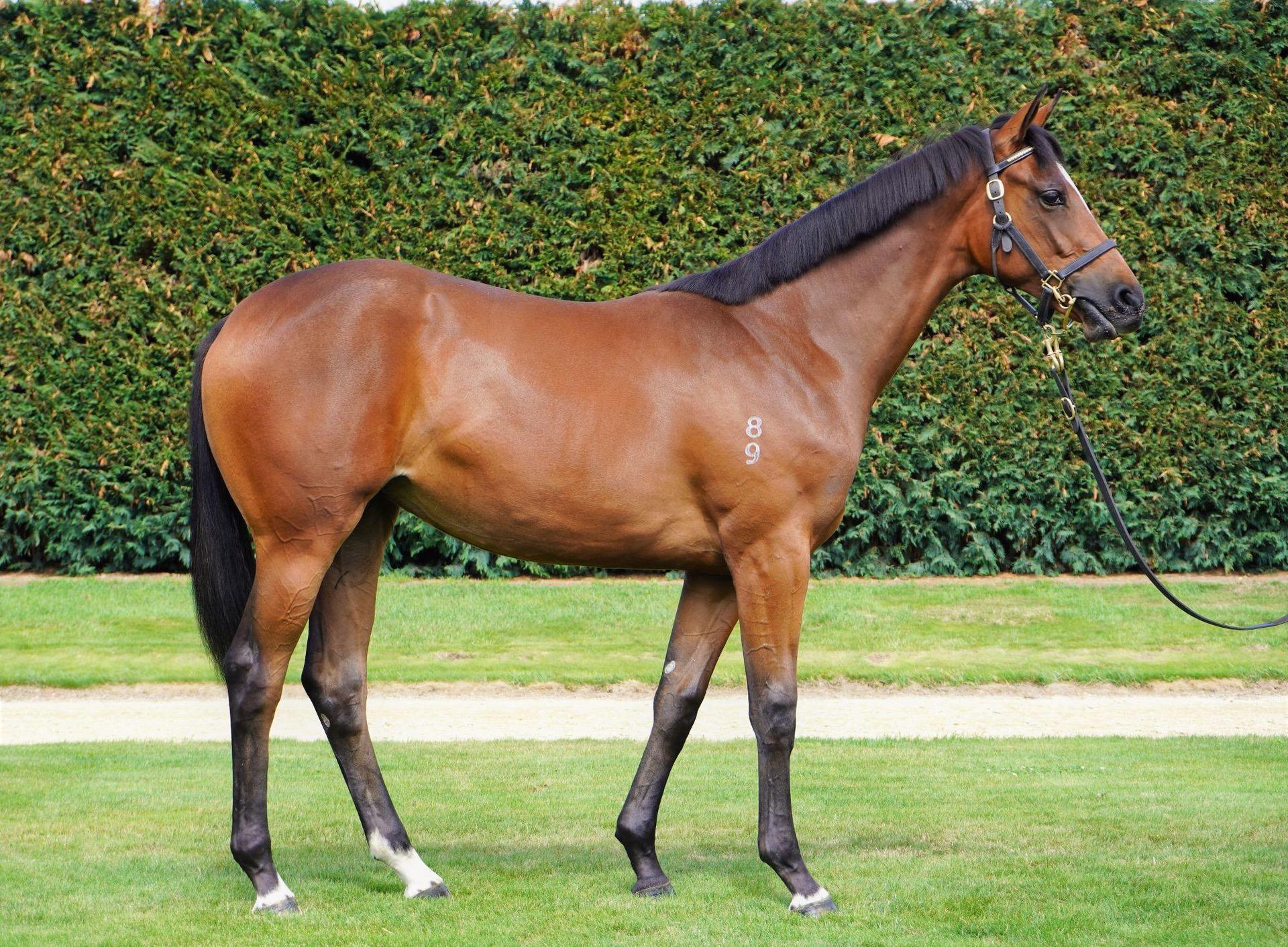 LOT 600 Charm Spirt - Pirinitele