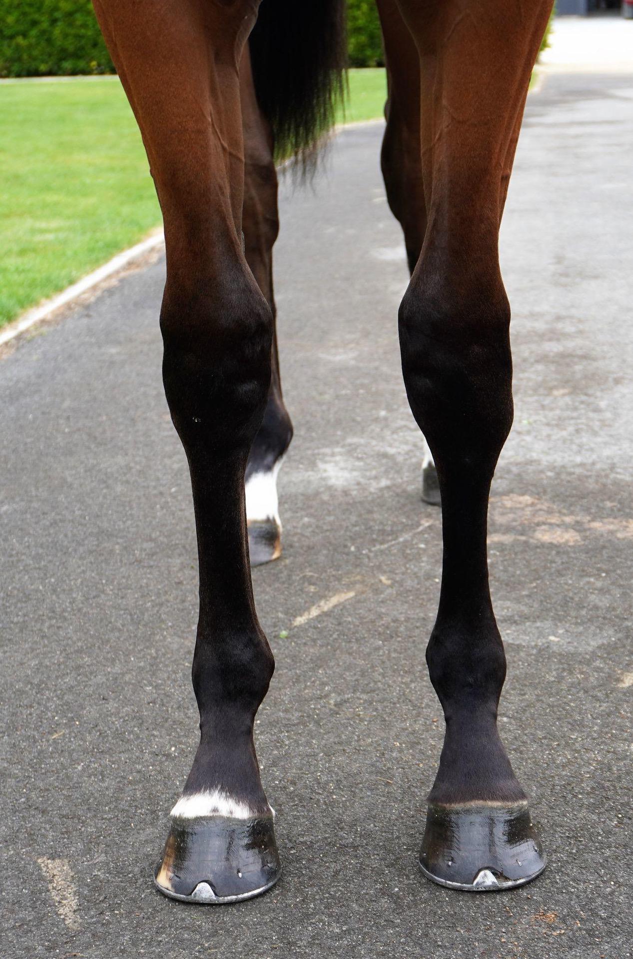 LOT 600 Charm Spirt - Pirinitele