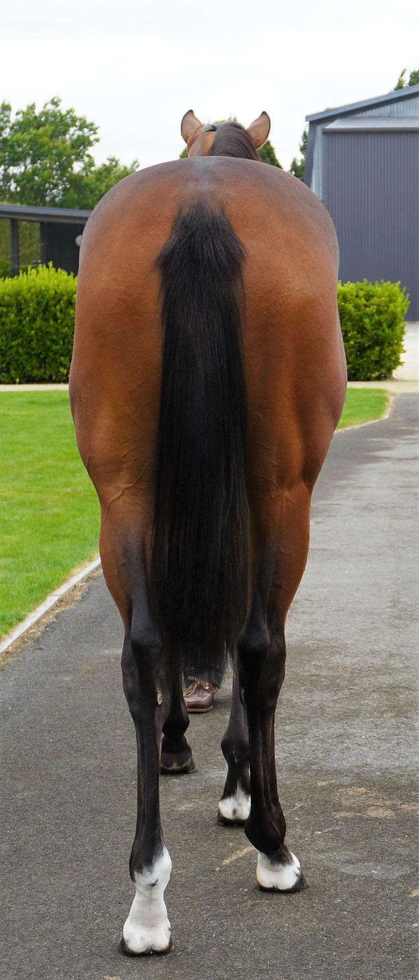 LOT 600 Charm Spirt - Pirinitele