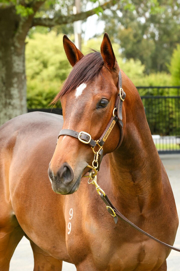 Miss Bluebell - Per Incanto