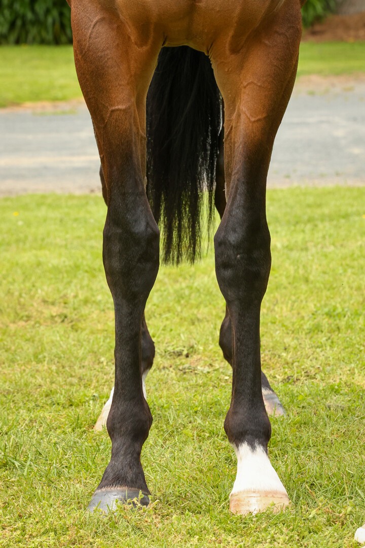 Miss Bluebell - Per Incanto