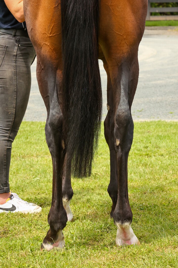 Miss Bluebell - Per Incanto