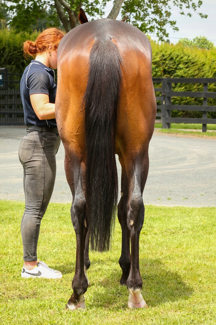 Miss Bluebell - Per Incanto