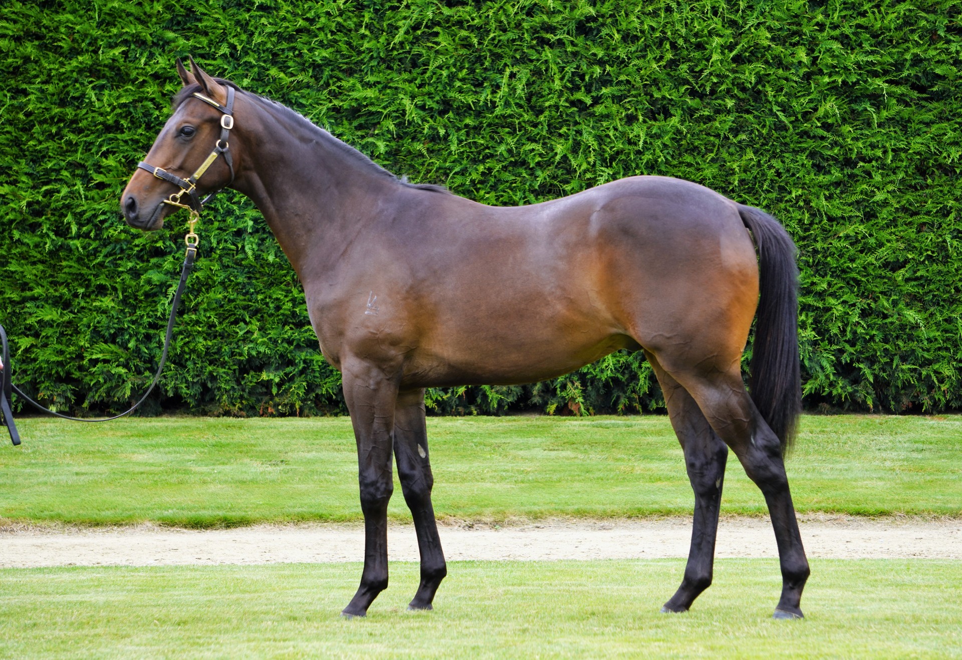 Scintillating - Per Incanto