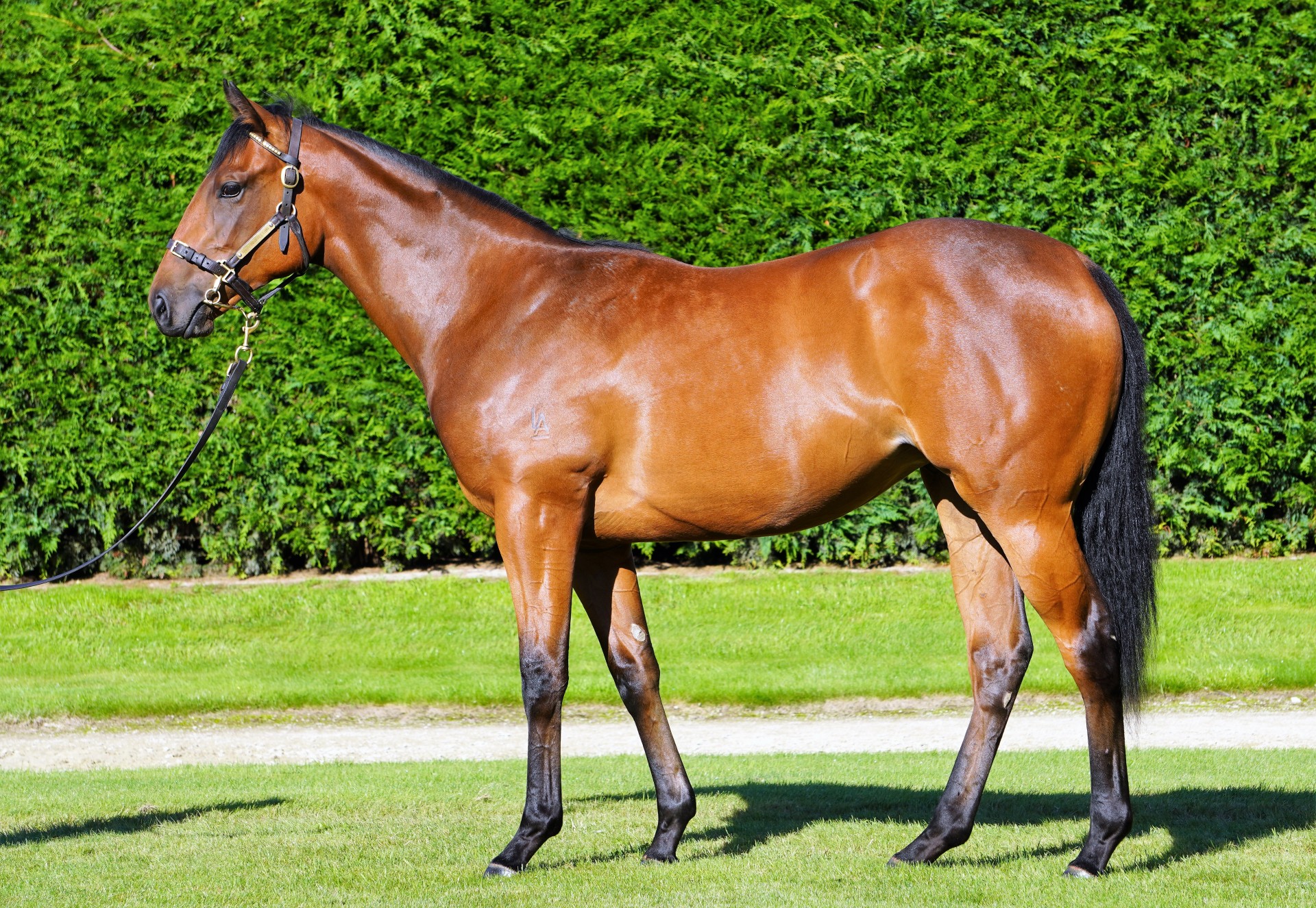 Vienna Lady - Per Incanto