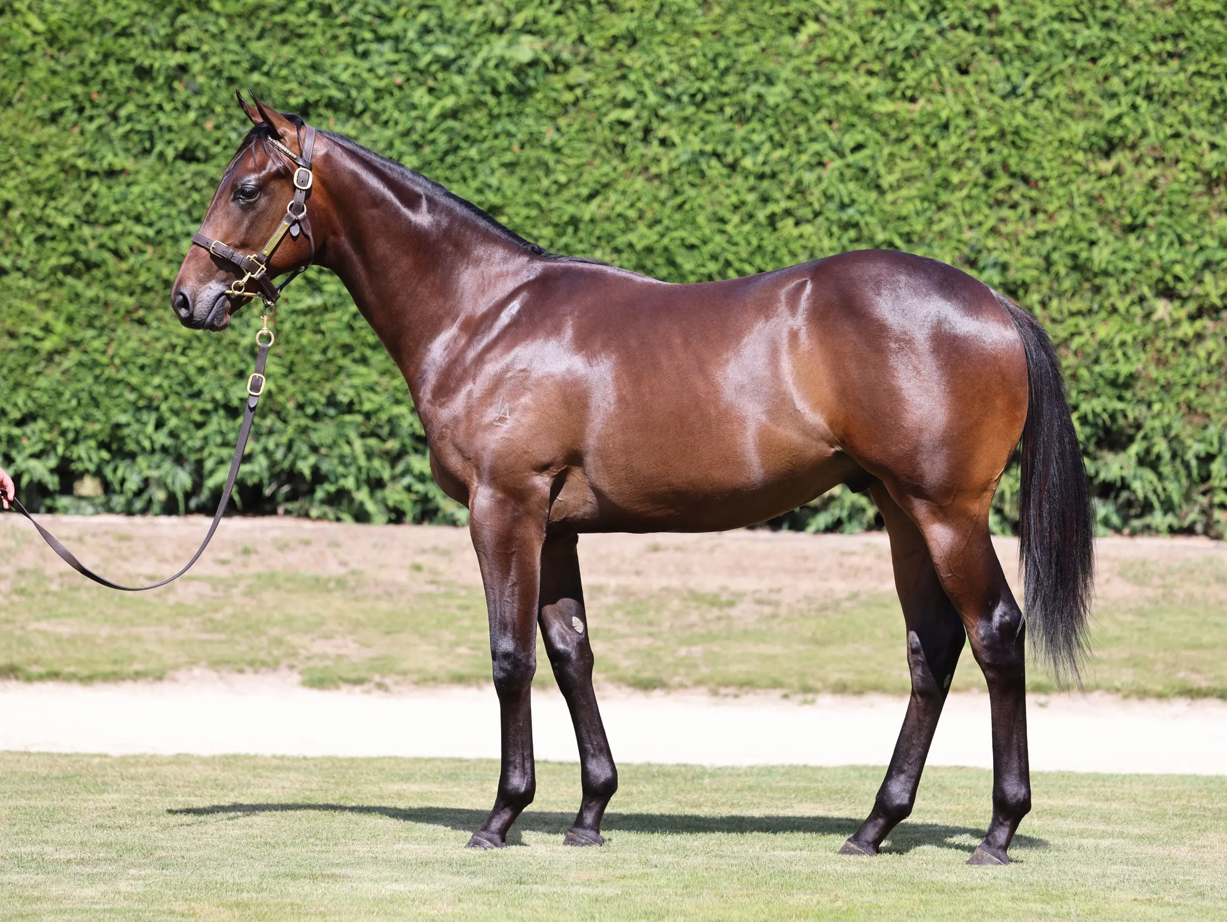 Per Incanto (USA) ‐ Savamour (NZ)