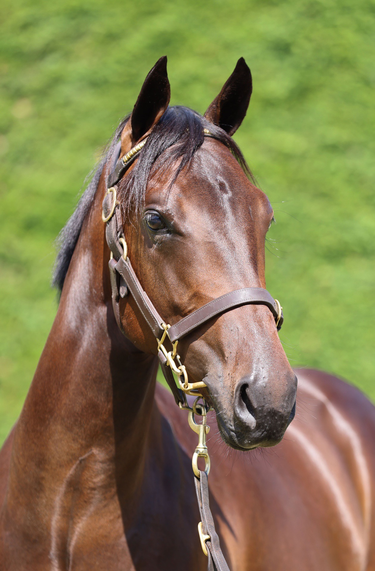 Per Incanto (USA) ‐ Savamour (NZ)