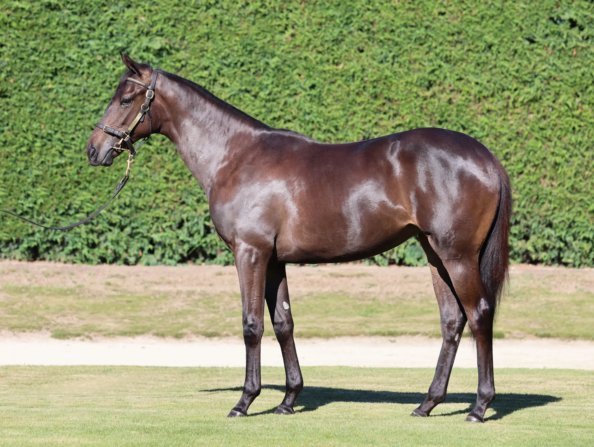 Savabeel (AUS) ‐ Super Power (NZ)