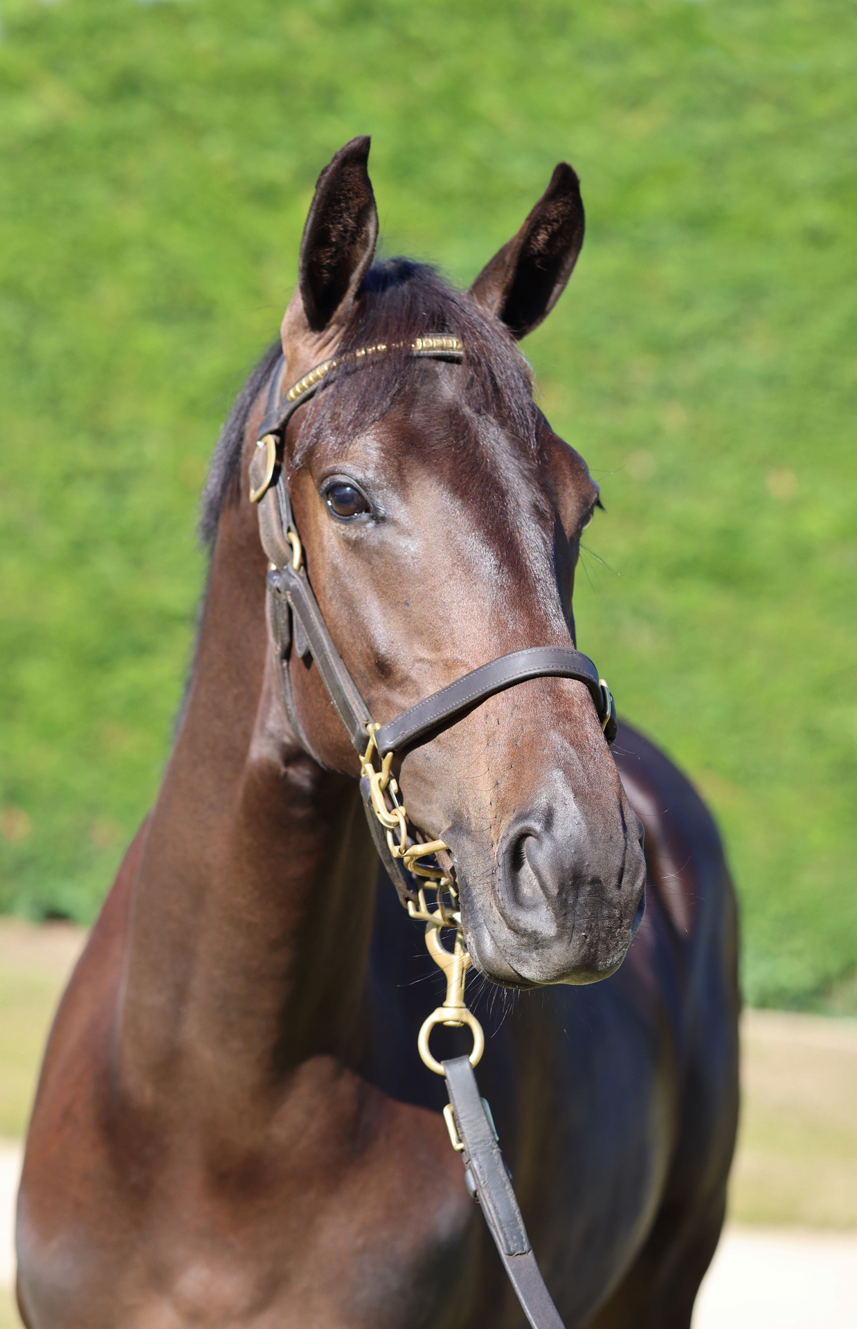 Savabeel (AUS) ‐ Super Power (NZ)