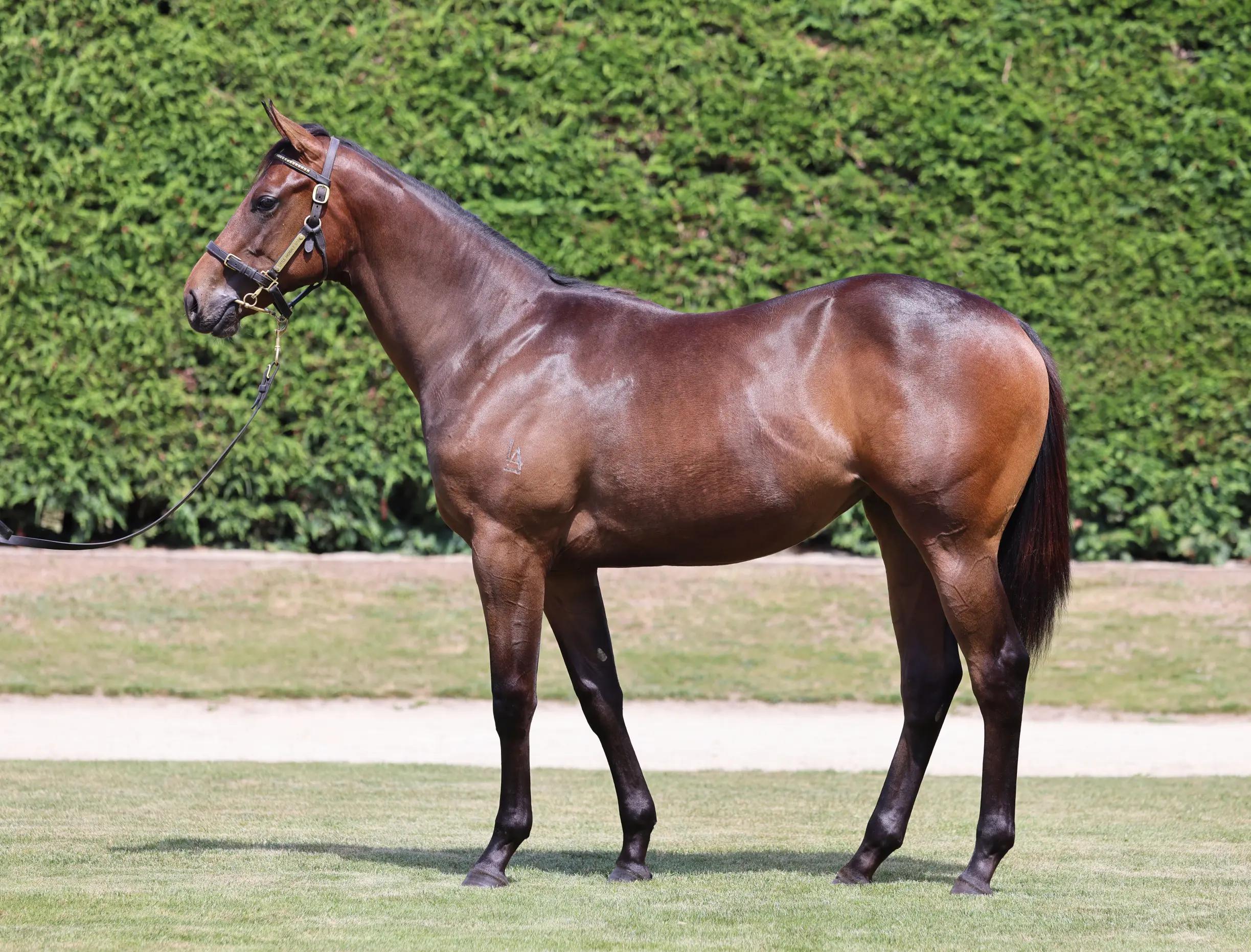 Savabeel (AUS) ‐ Surveillance (NZ)