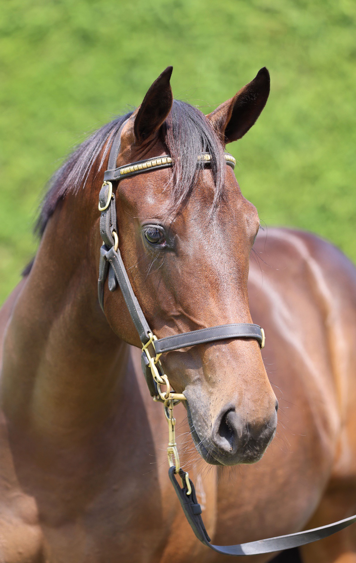 Savabeel (AUS) ‐ Surveillance (NZ)