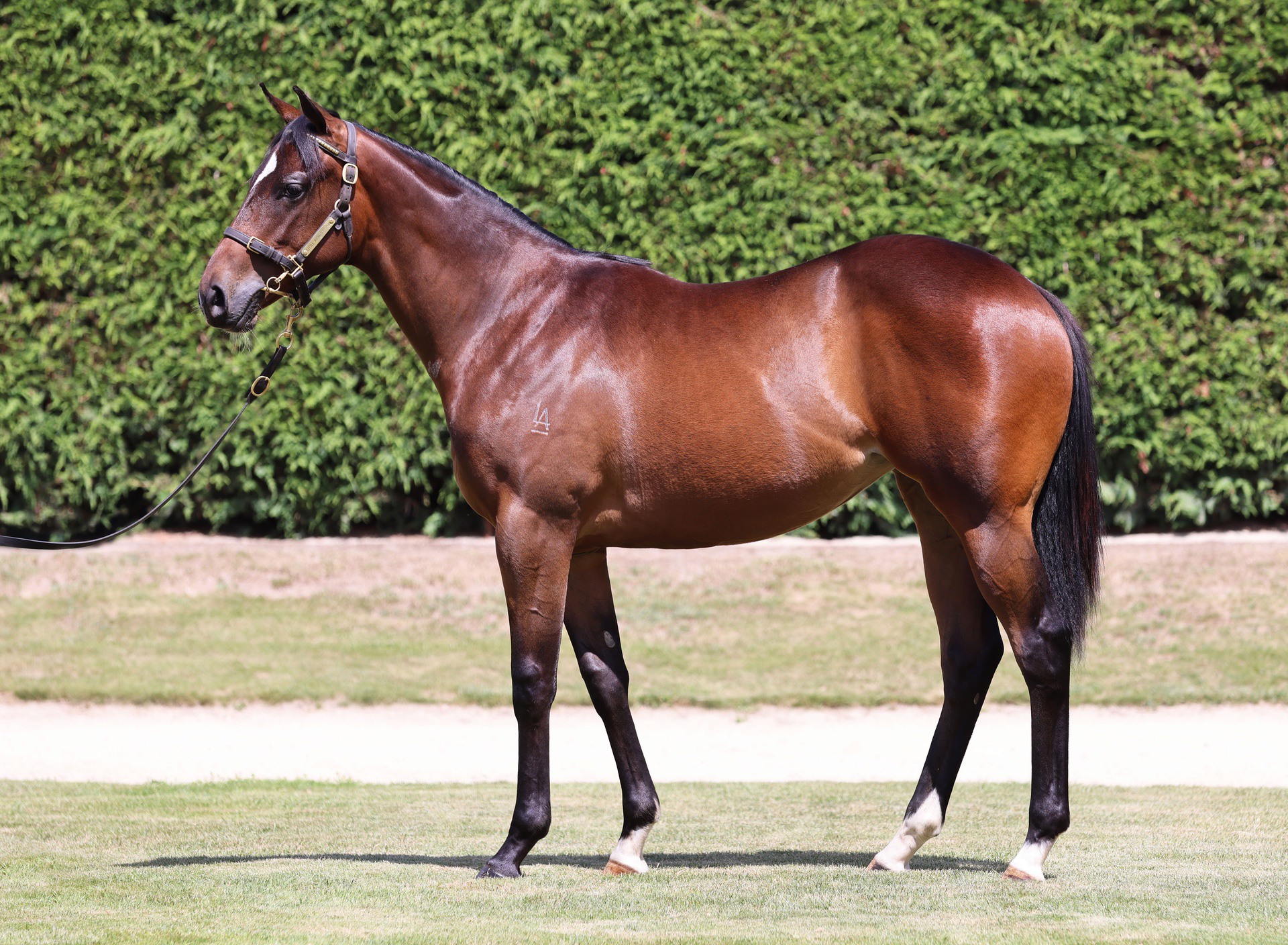 Pinatubo (IRE) ‐ Winter Sky (IRE)