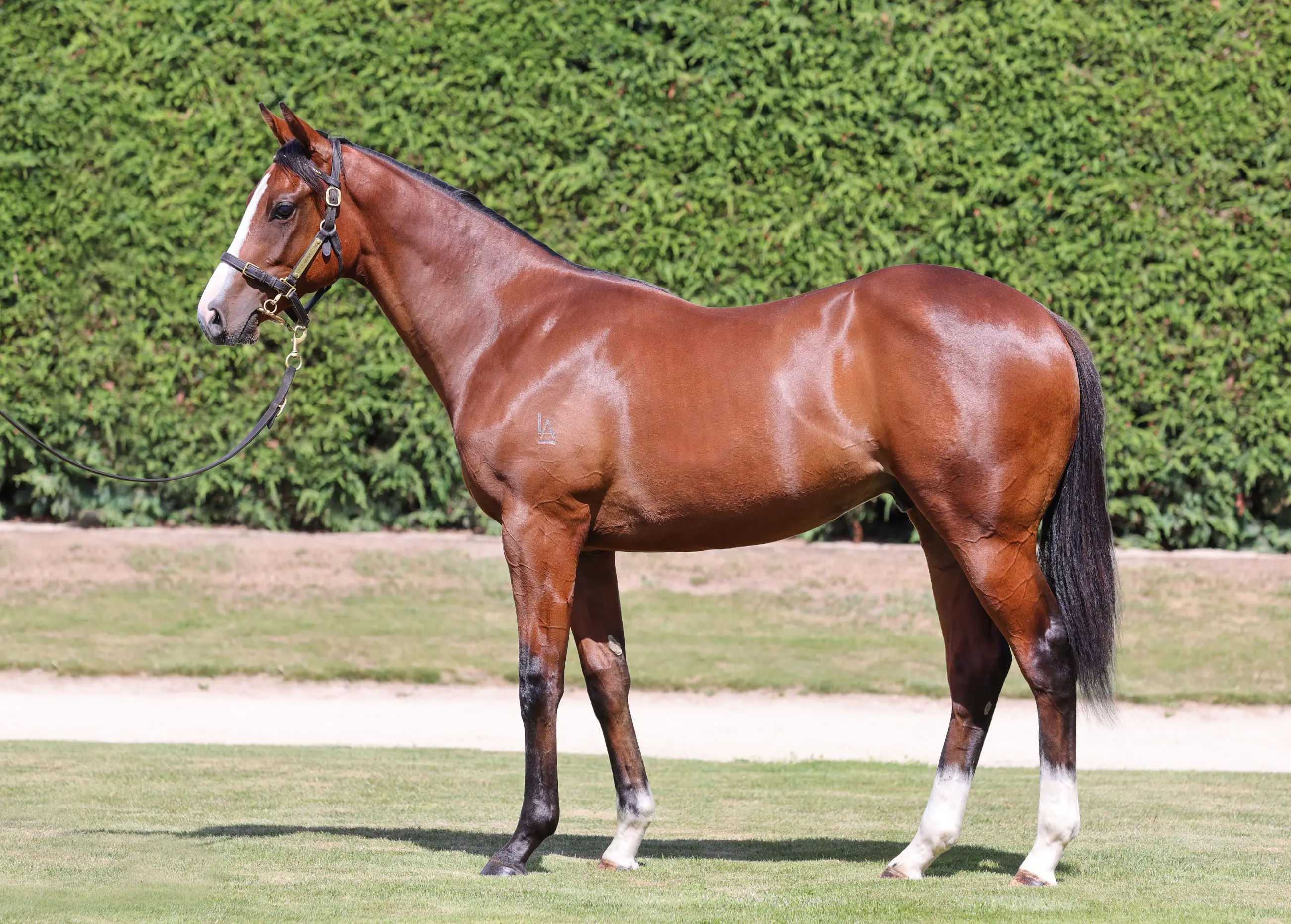 Satono Aladdin (JPN) ‐ On Yer Feet (NZ)