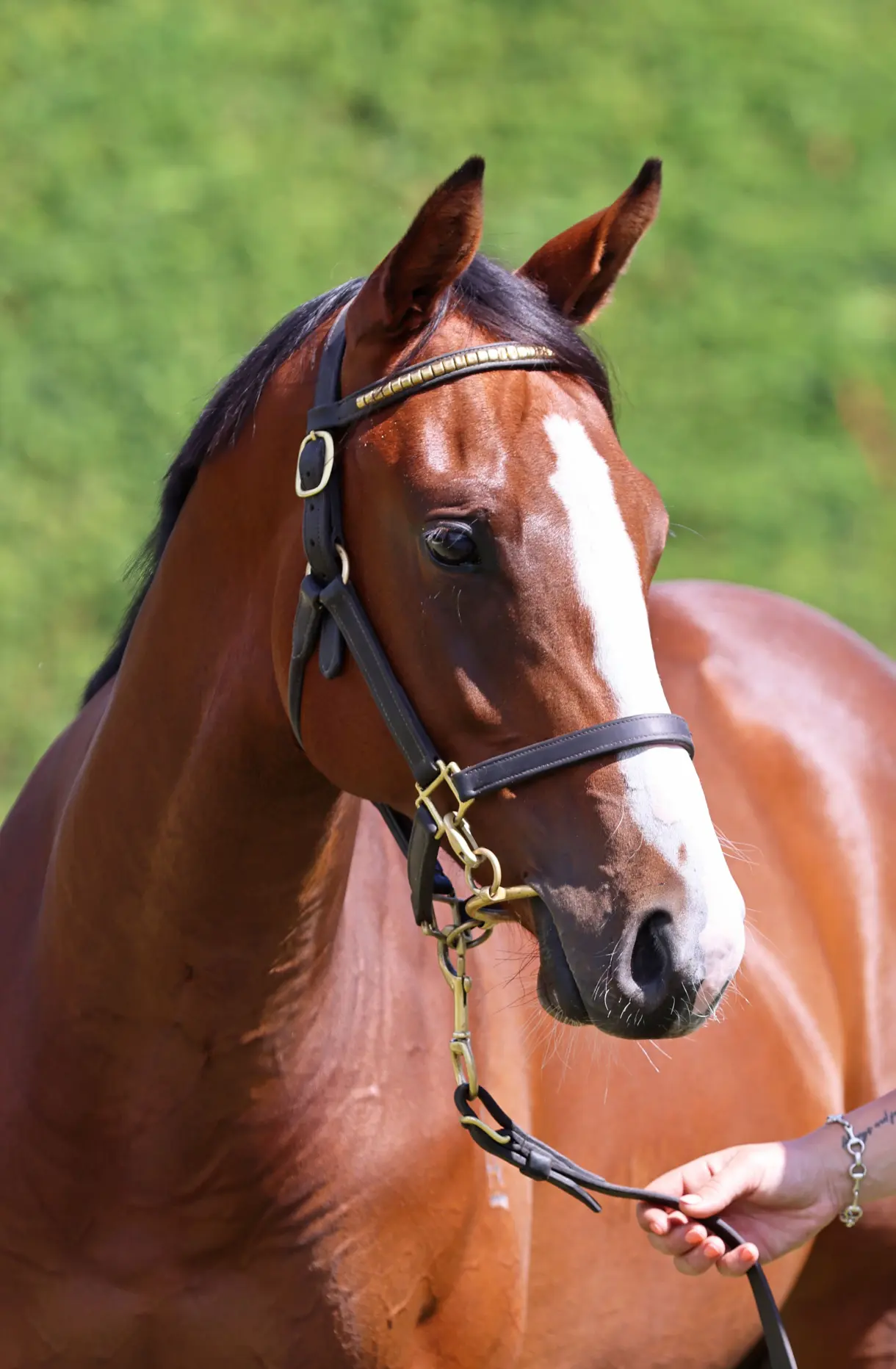 Satono Aladdin (JPN) ‐ On Yer Feet (NZ)