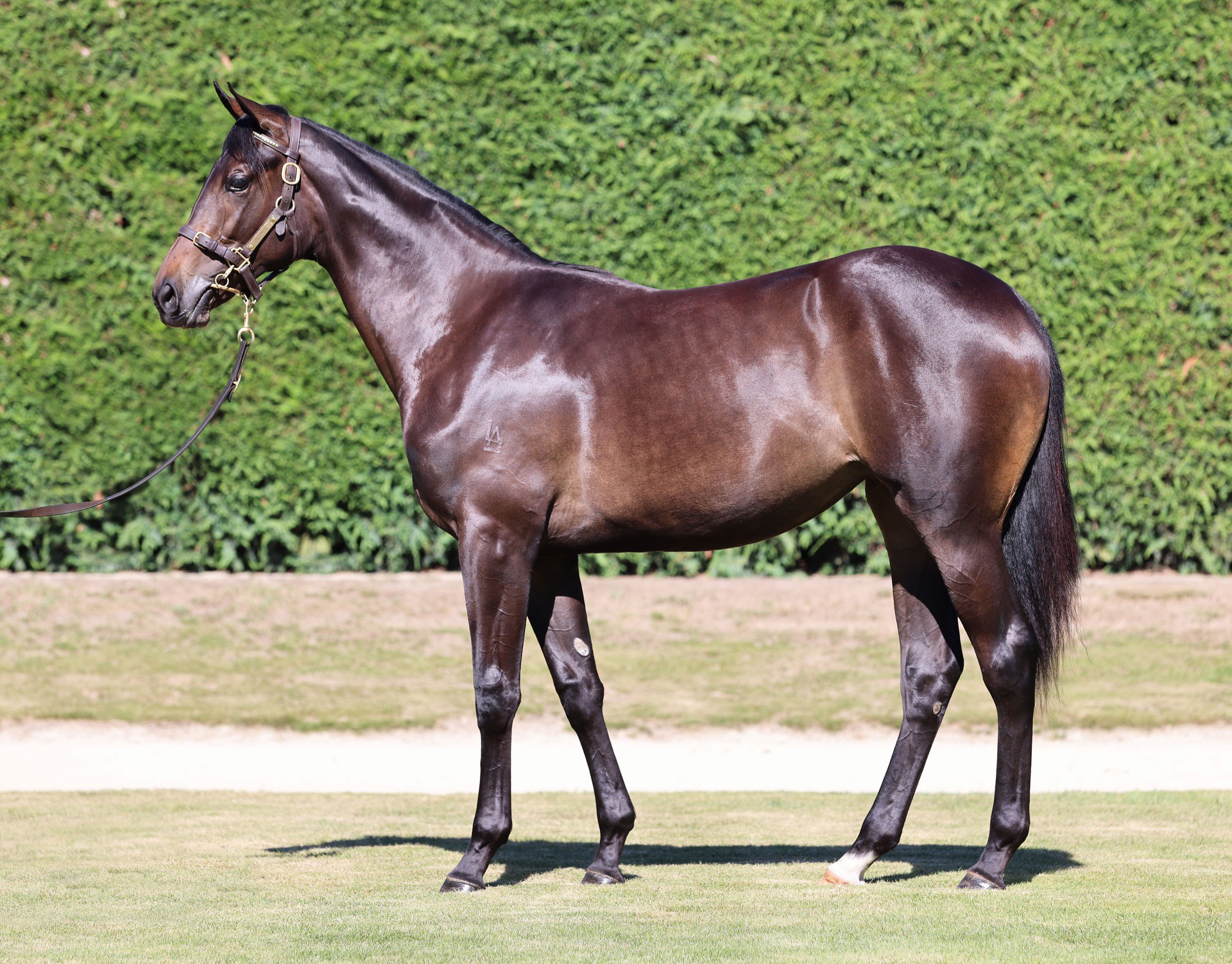 Per Incanto (USA) ‐ Alam Mo Na (AUS)