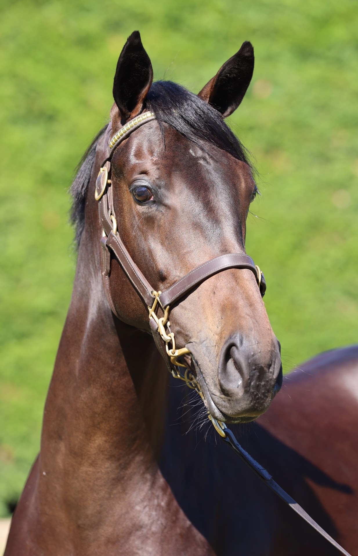 Per Incanto (USA) ‐ Alam Mo Na (AUS)