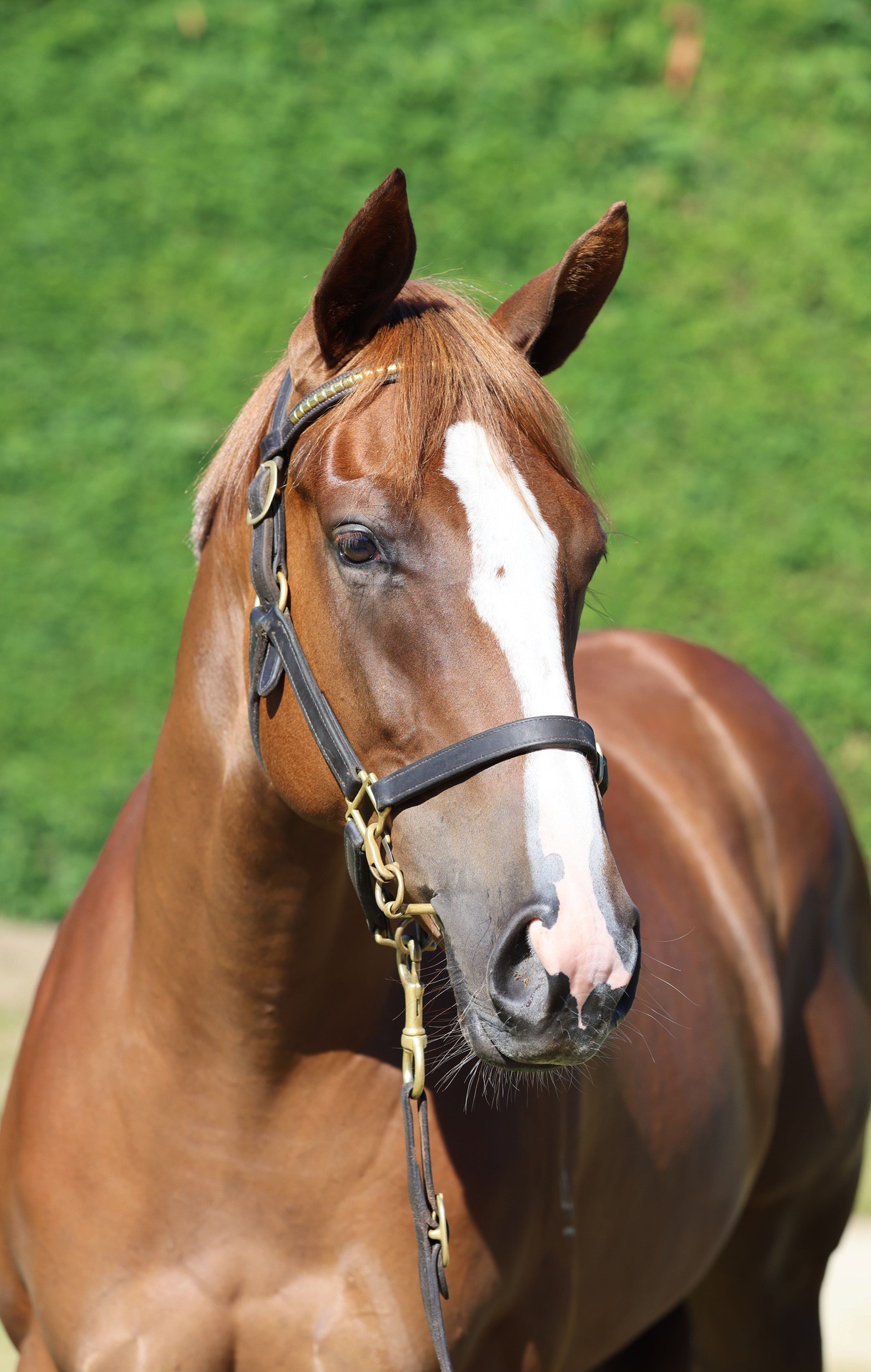 Anaween - In the Congo