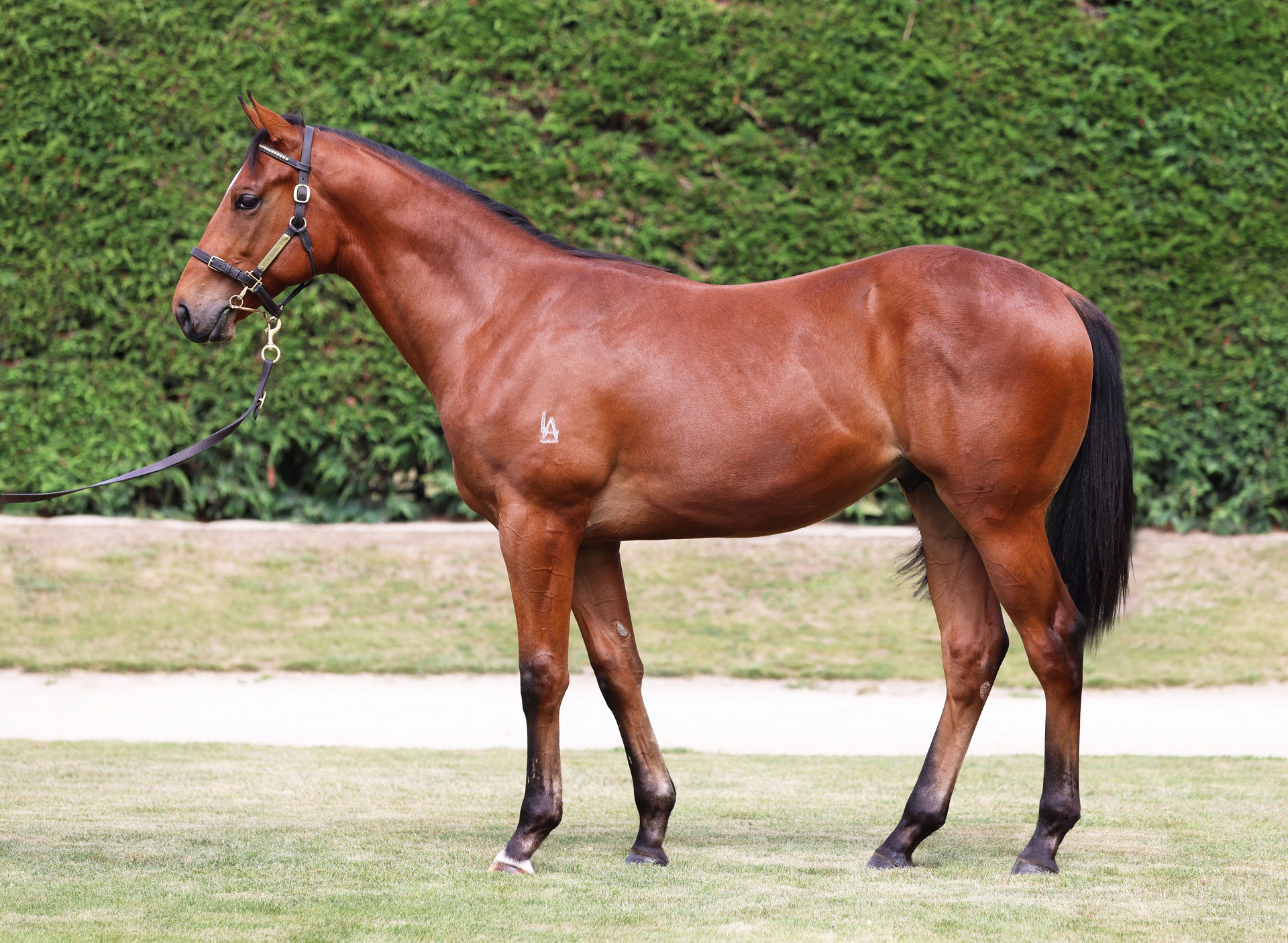 Bivouac (AUS) ‐ Assertive Nature (AUS)