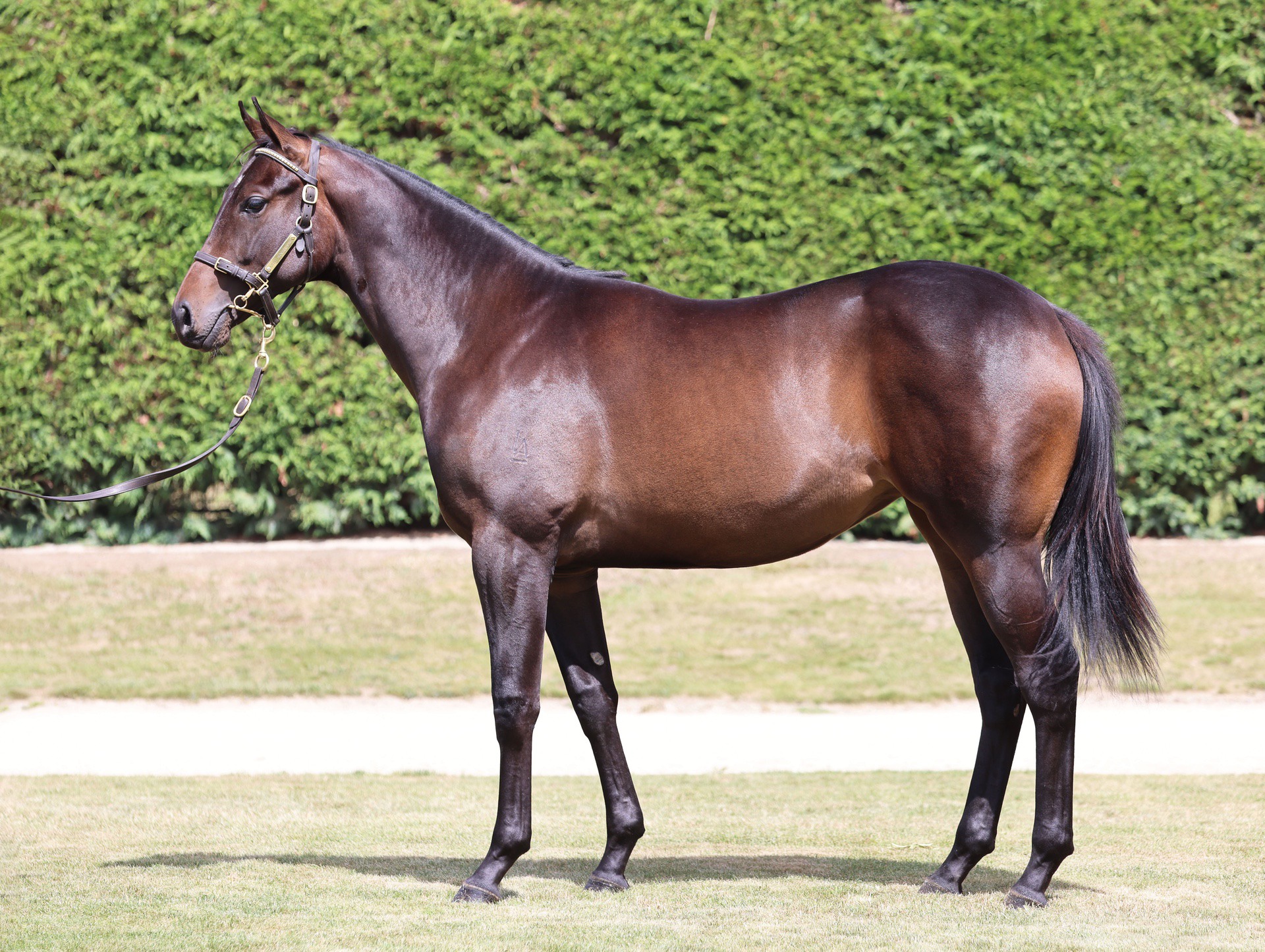 Ardrossan (AUS) ‐ Camillino (NZ)