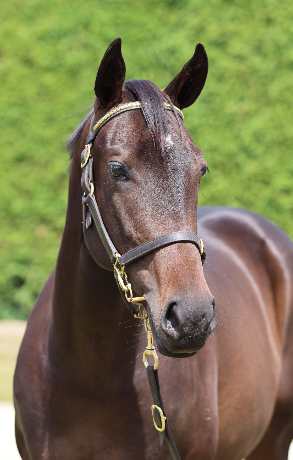 Ardrossan (AUS) ‐ Camillino (NZ)