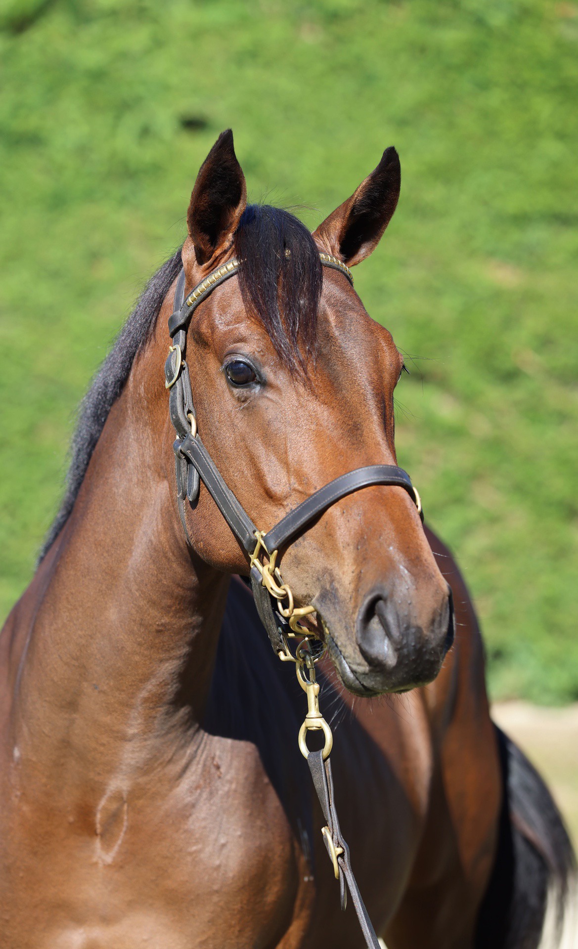 Per Incanto (USA) ‐ Candy Bar (AUS)