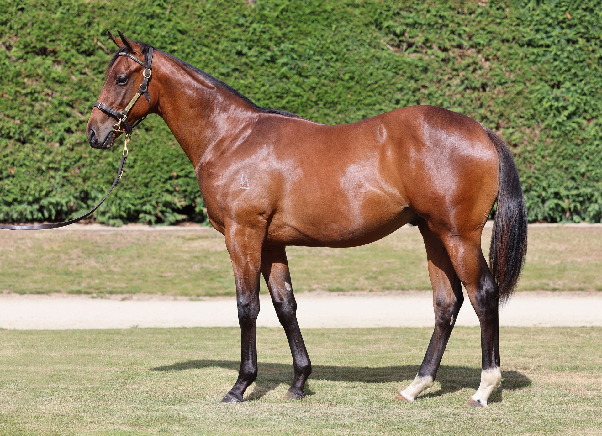 Per Incanto (USA) ‐ Cornerstone (AUS)