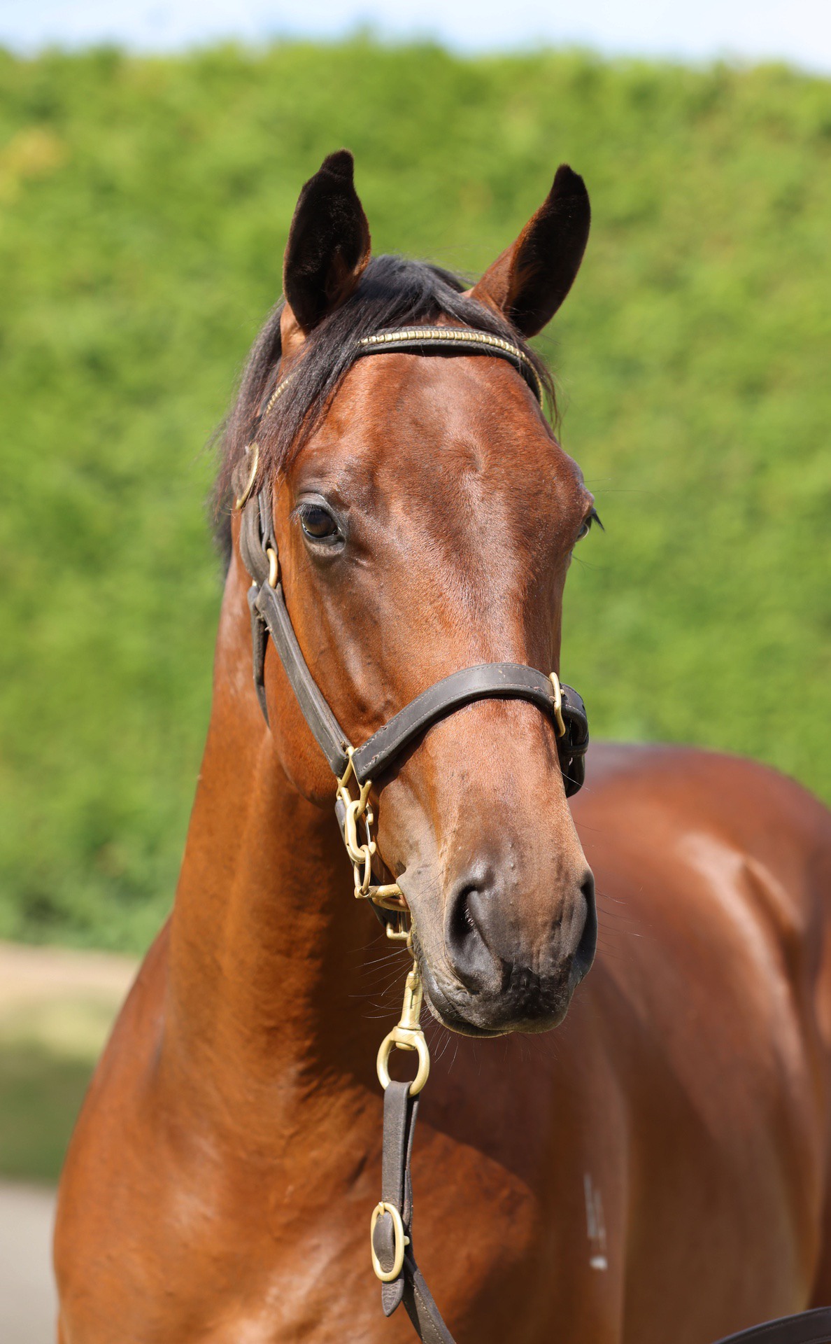 Per Incanto (USA) ‐ Cornerstone (AUS)