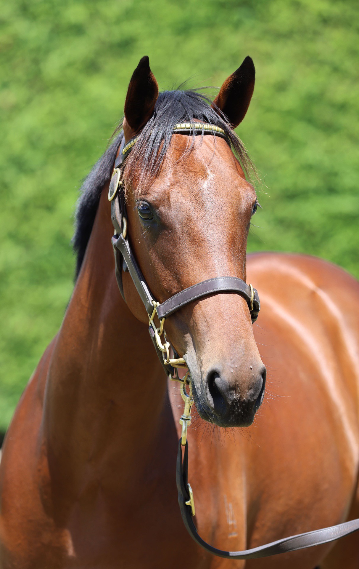 Per Incanto (USA) ‐ Dream of Me (NZ)