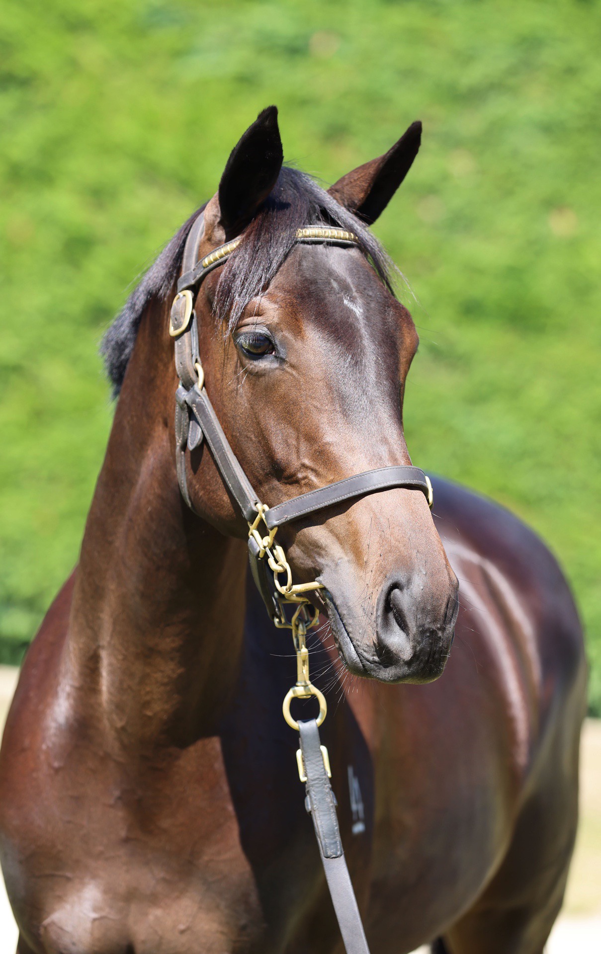 Per Incanto (USA) ‐ Flashdance (NZ)