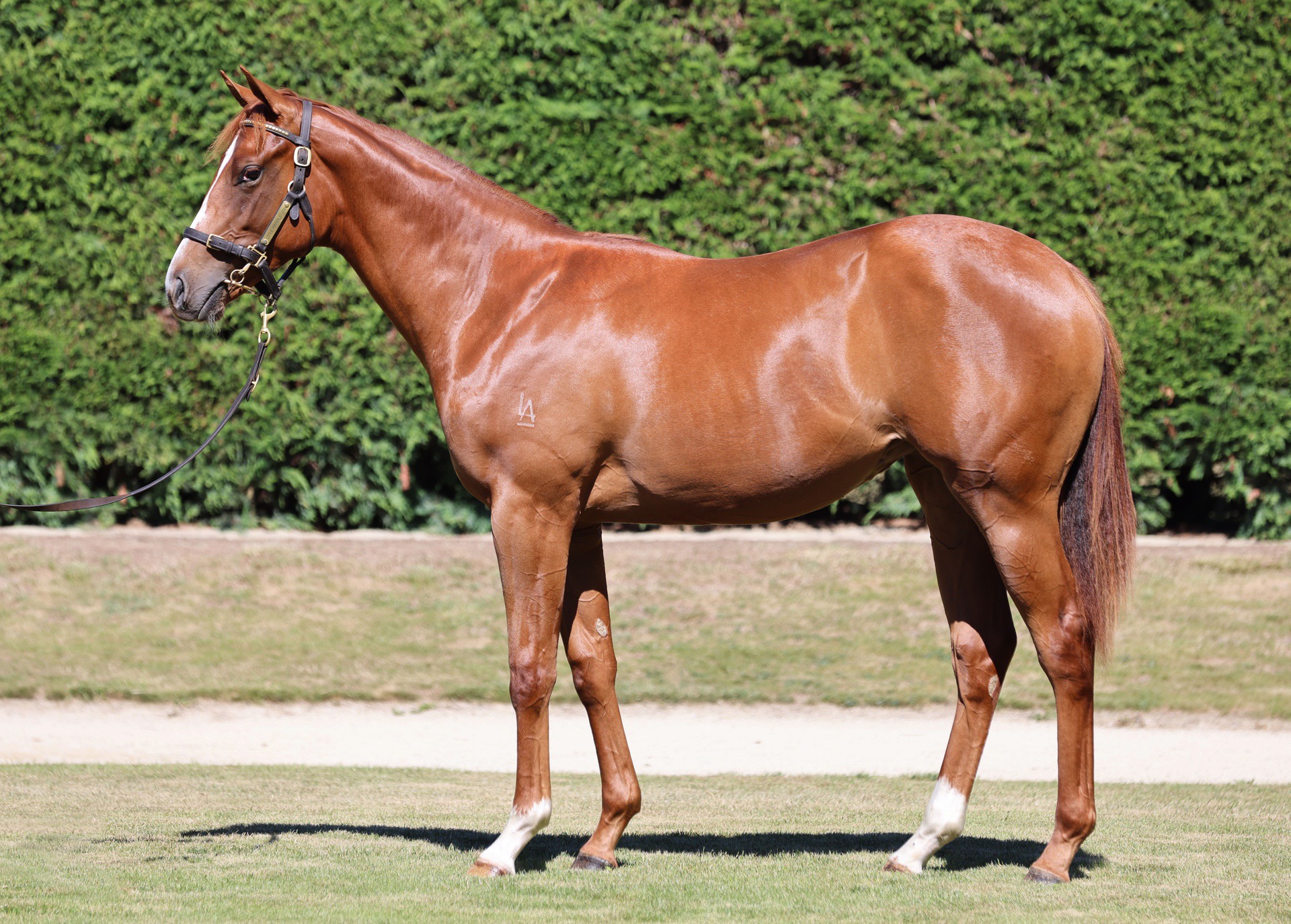 Per Incanto (USA) ‐ Fleur de Lune (NZ)