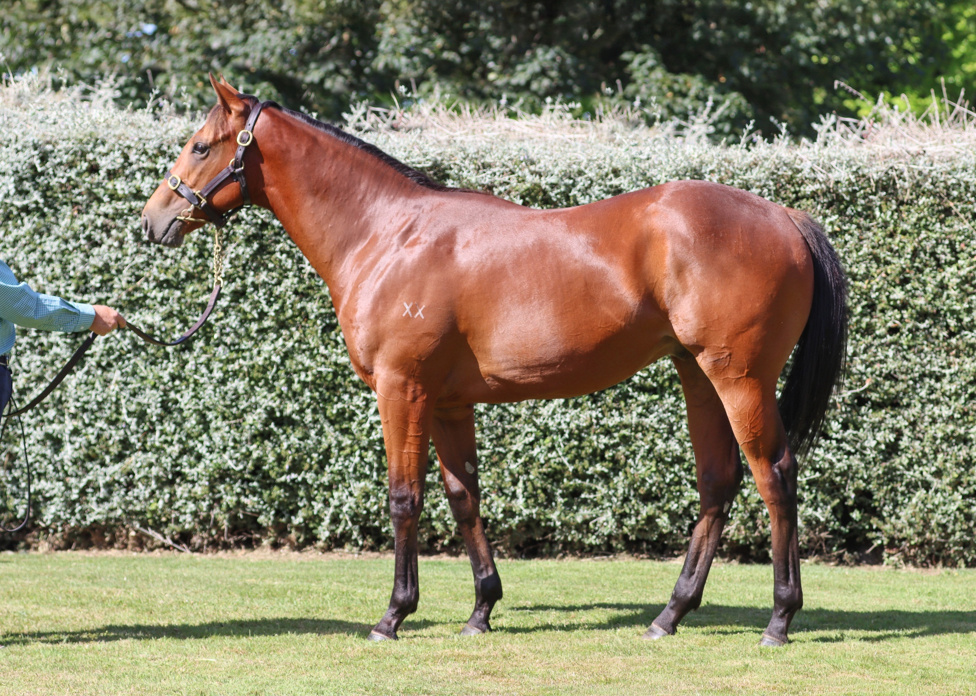 Proisir (AUS) ‐ Galway (NZ)