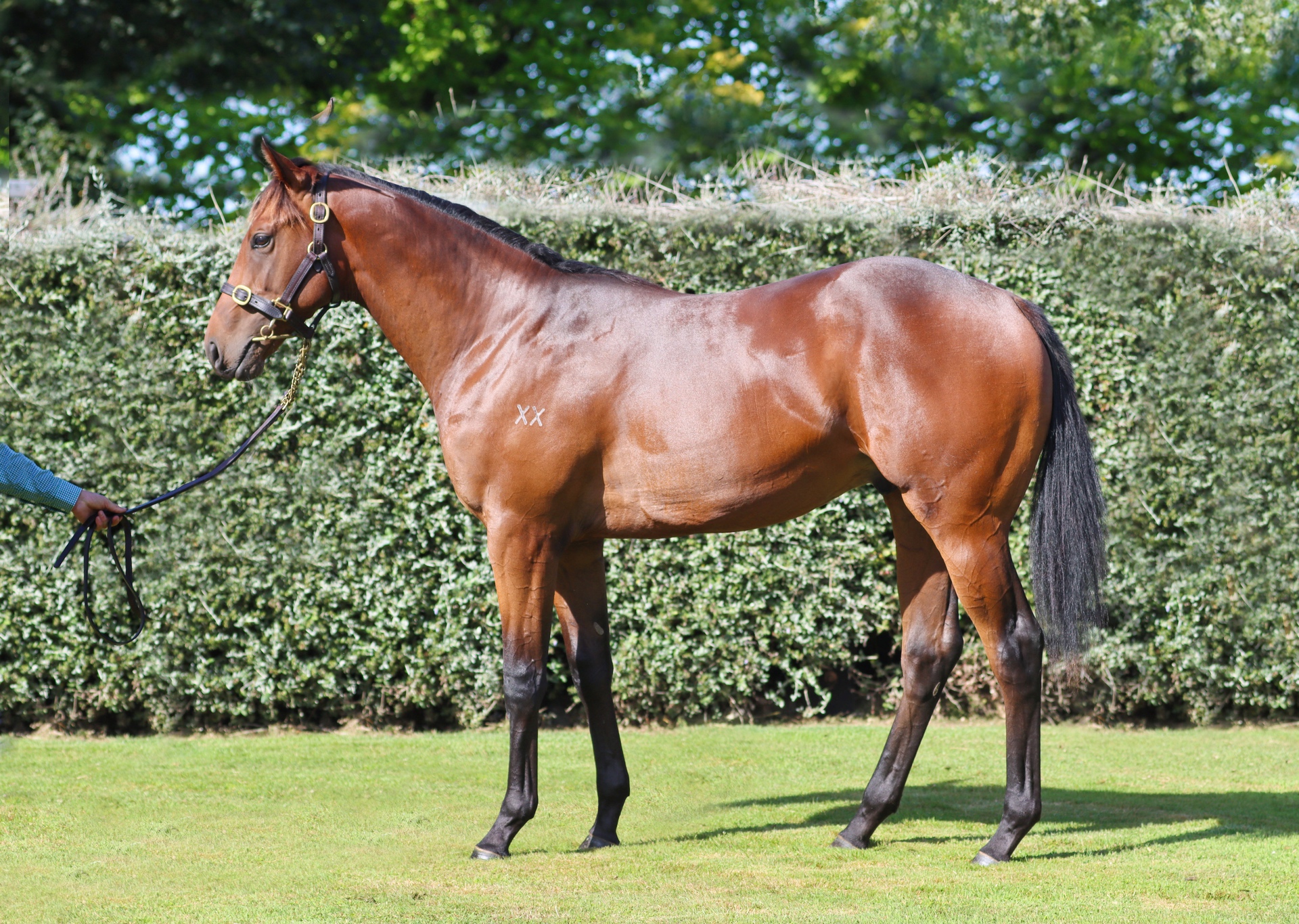 Savabeel (AUS) ‐ Glimpse (NZ)