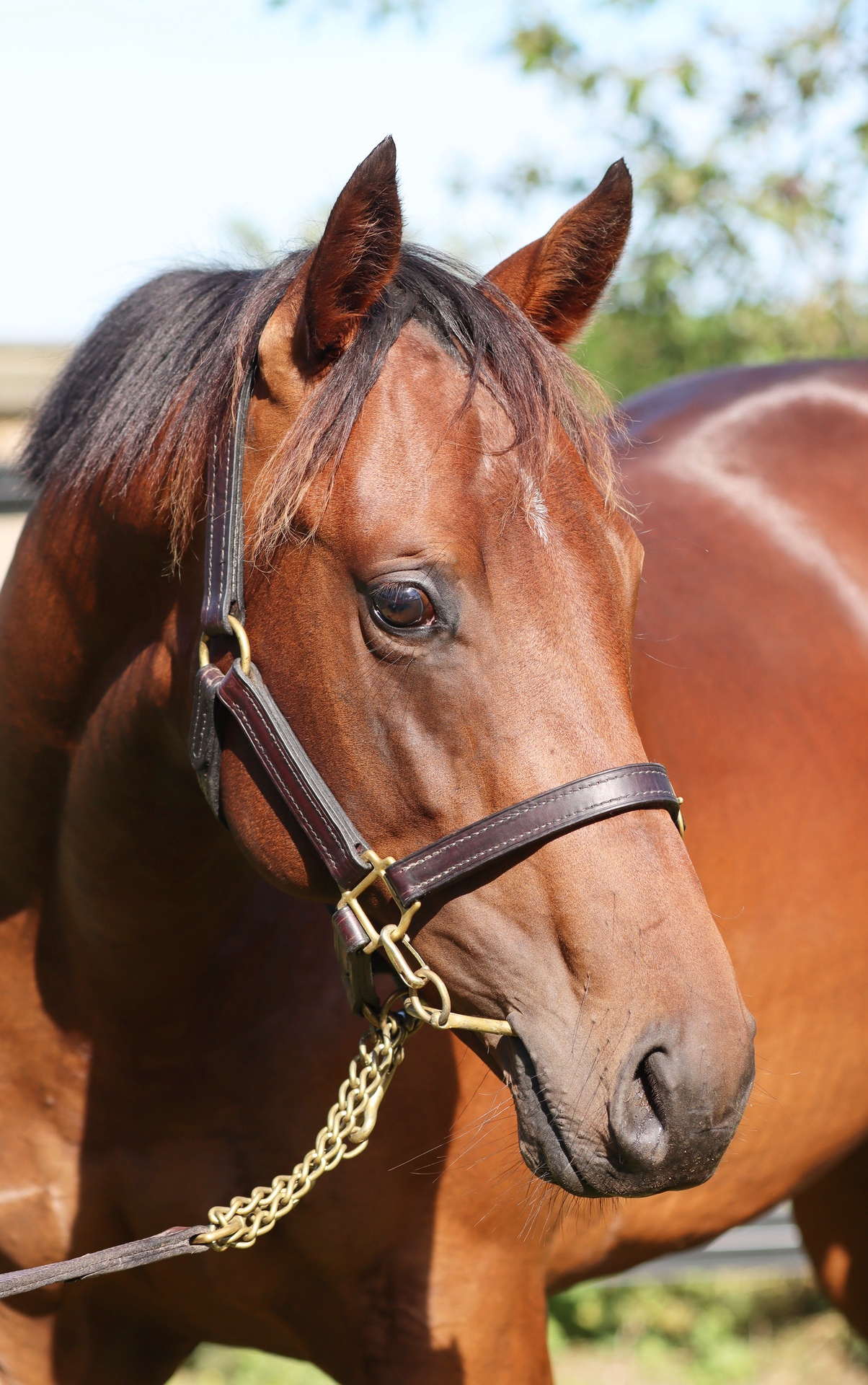 Savabeel (AUS) ‐ Glimpse (NZ)