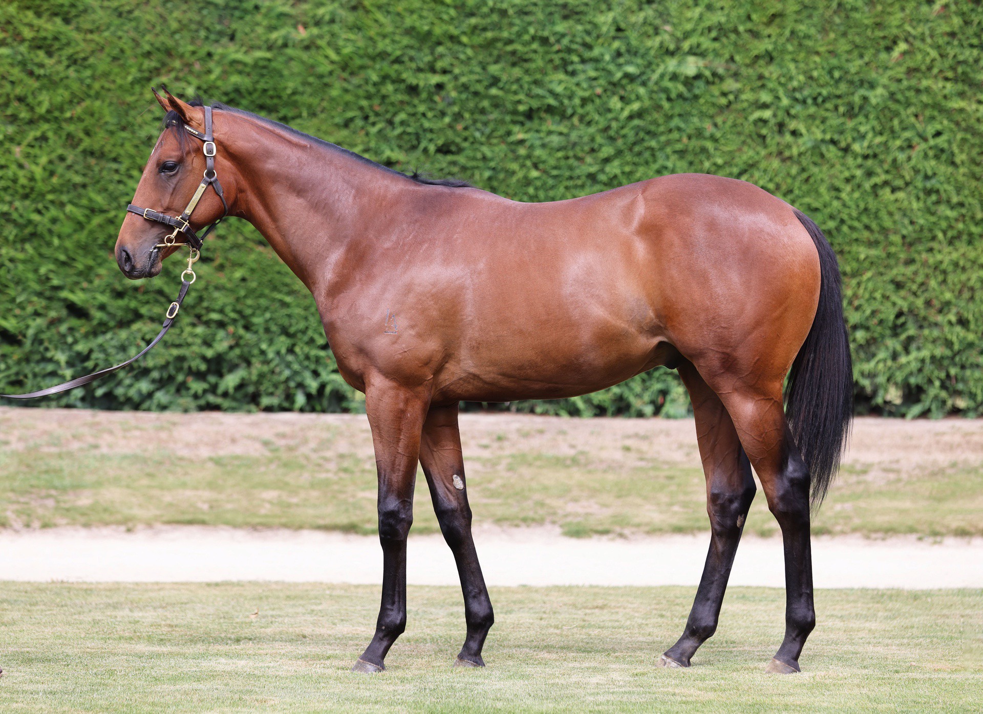 Ardrossan (AUS) ‐ Mour Magic (NZ)