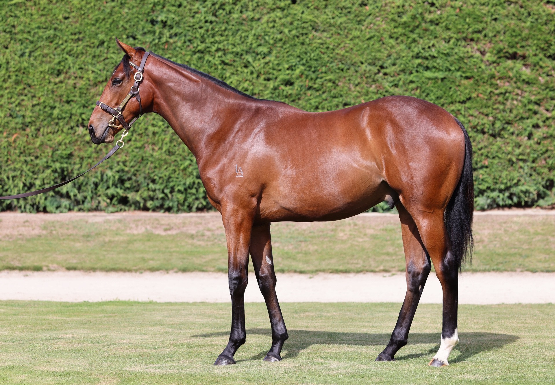 Armory (IRE) ‐ Pure Lorde (NZ)