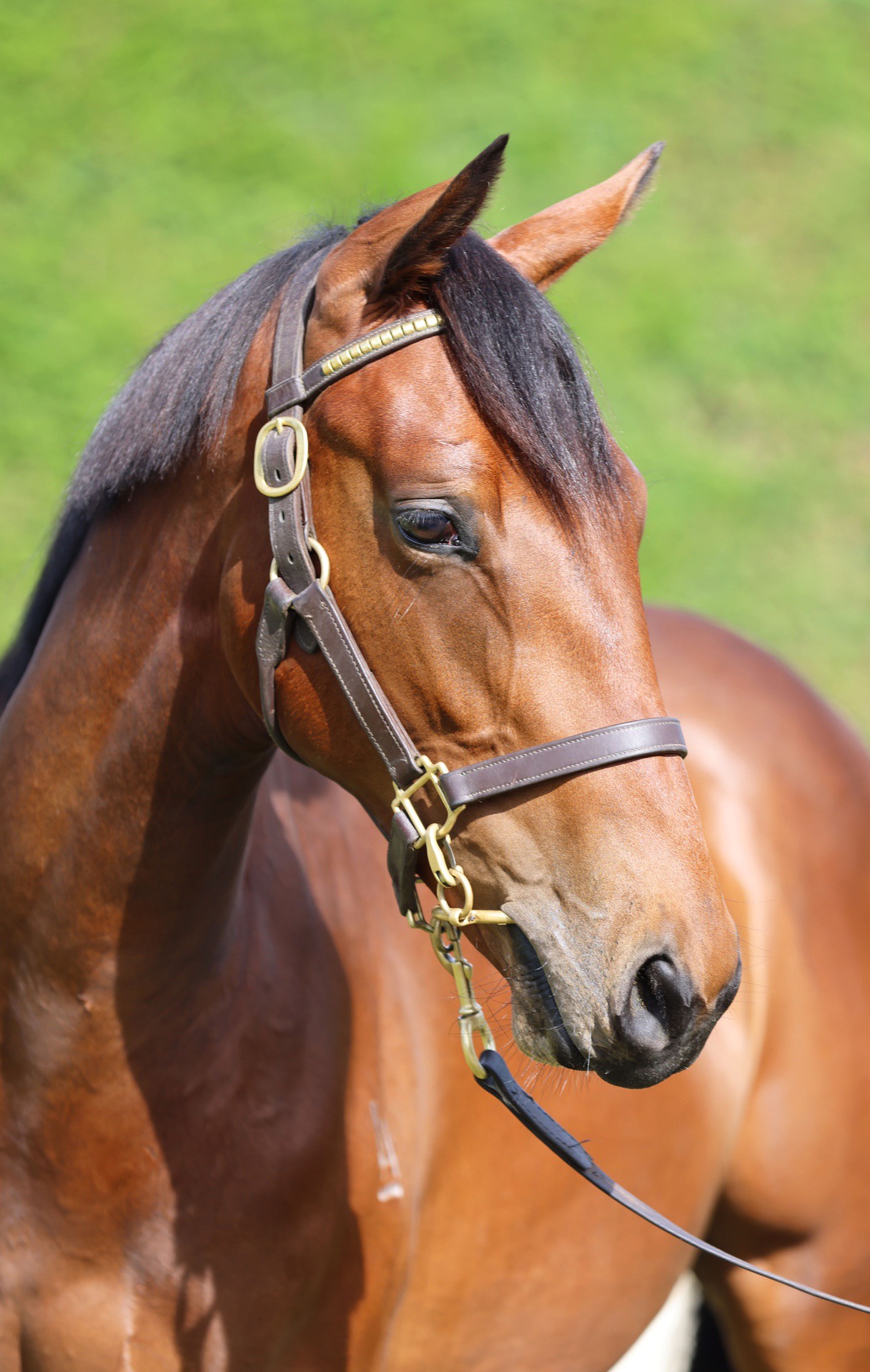 Armory (IRE) ‐ Pure Lorde (NZ)