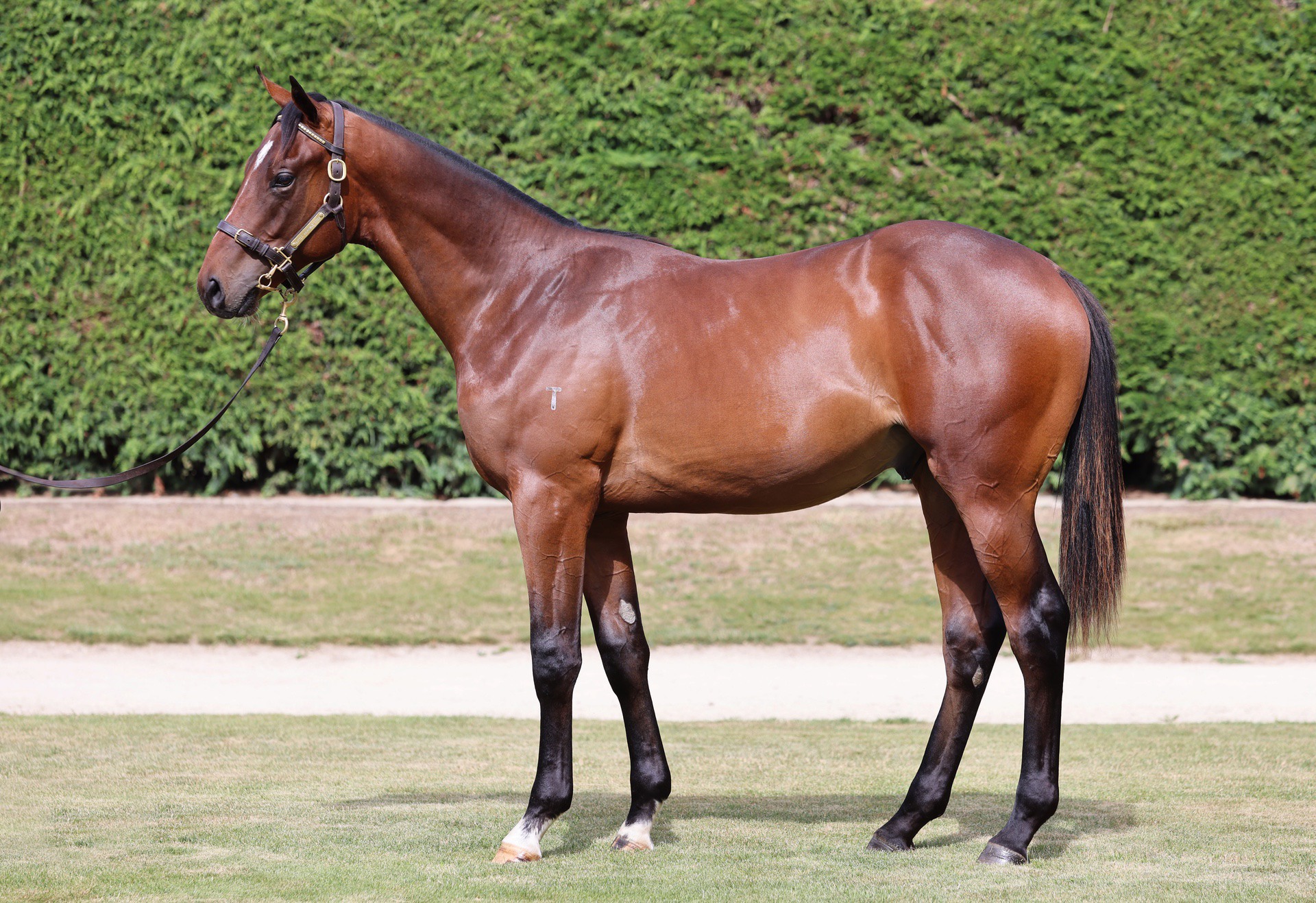Sword of State (AUS) ‐ Sunset Magic (NZ)