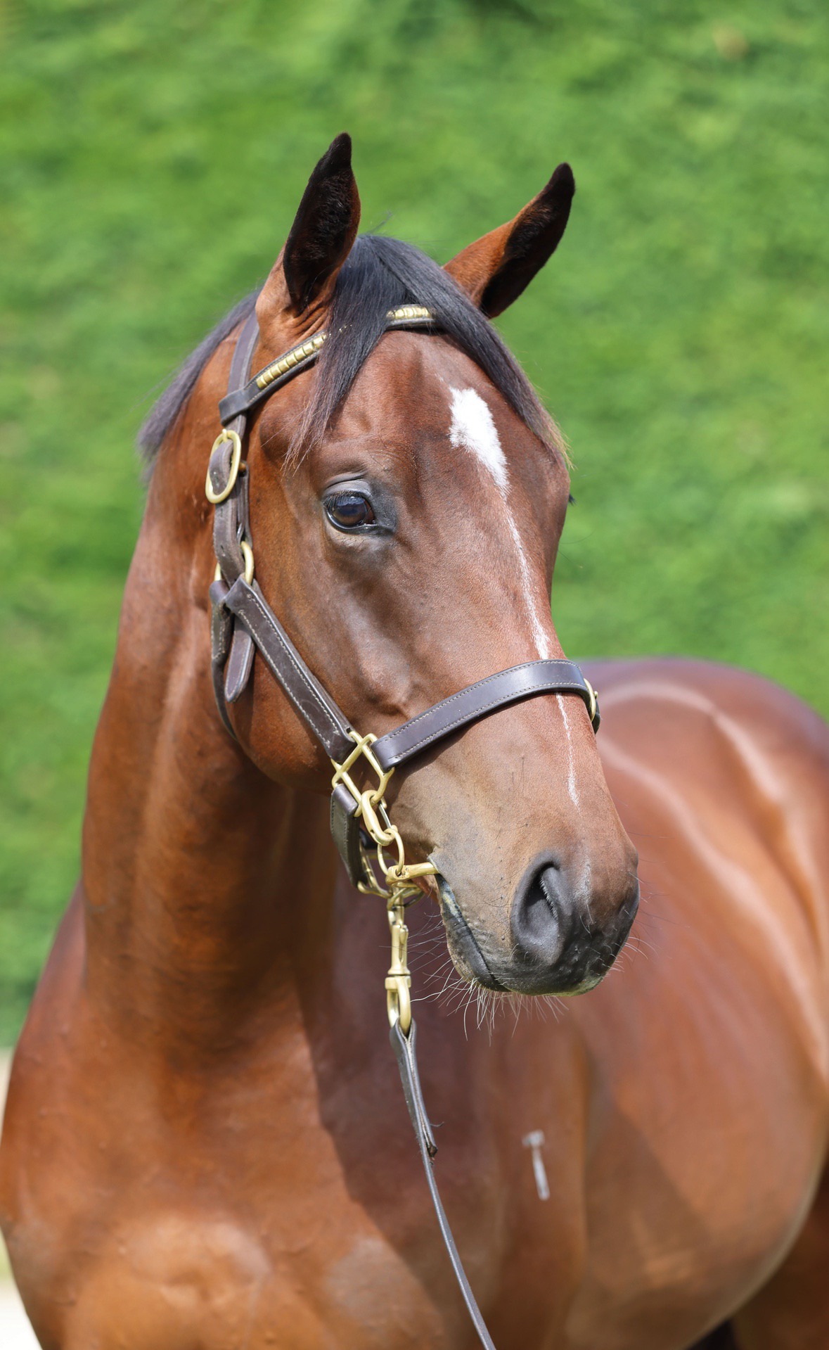 Sword of State (AUS) ‐ Sunset Magic (NZ)
