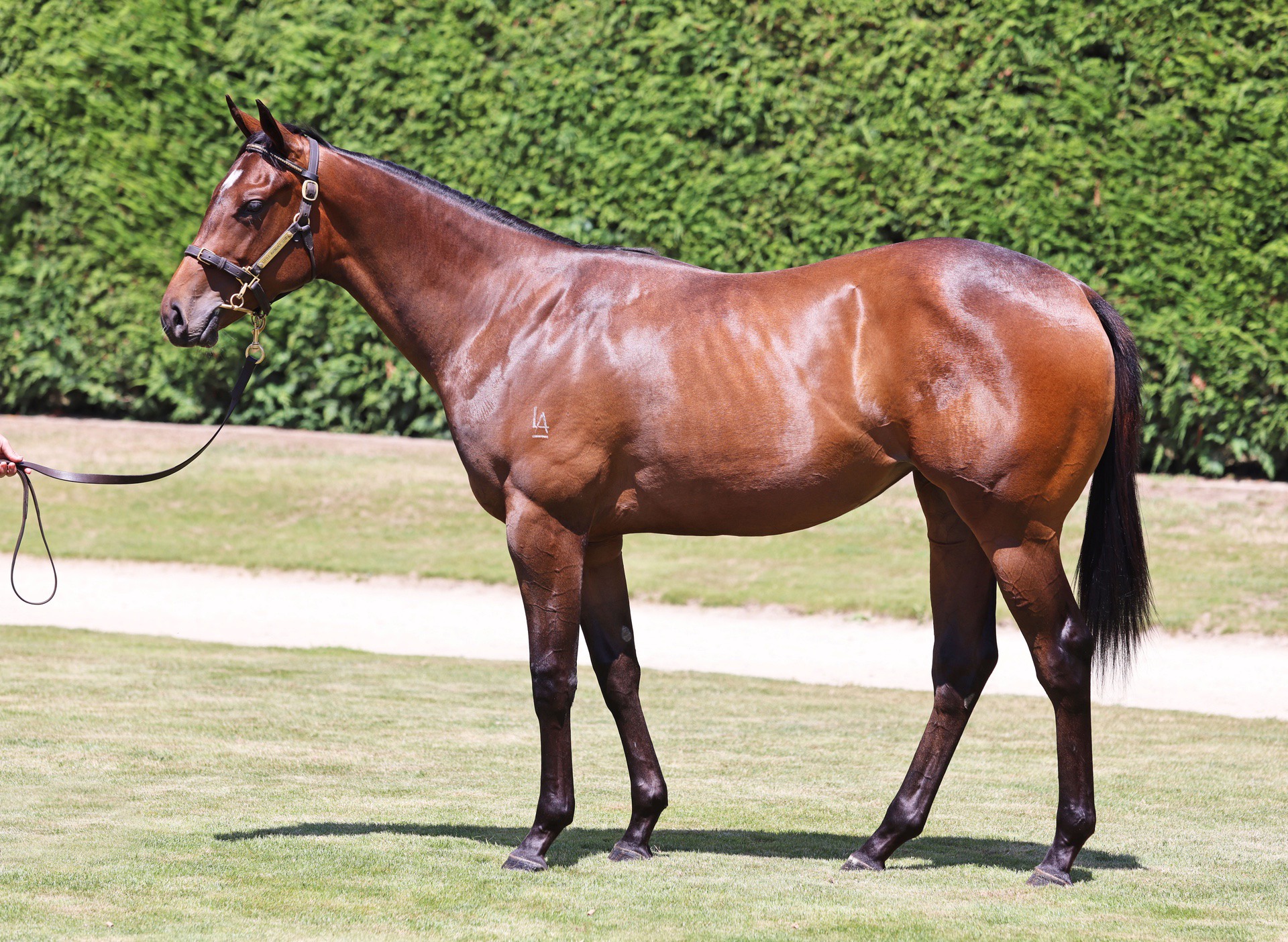 Per Incanto (USA) ‐ Great Expectations (NZ)