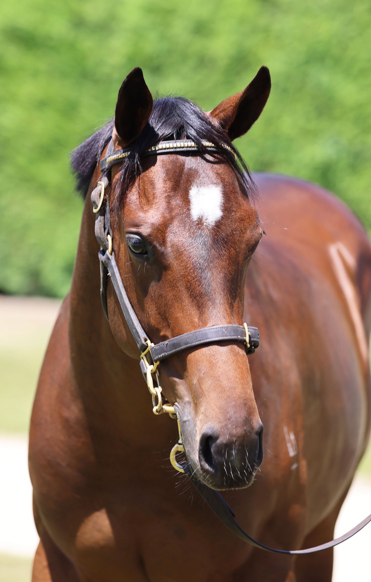 Per Incanto (USA) ‐ Great Expectations (NZ)