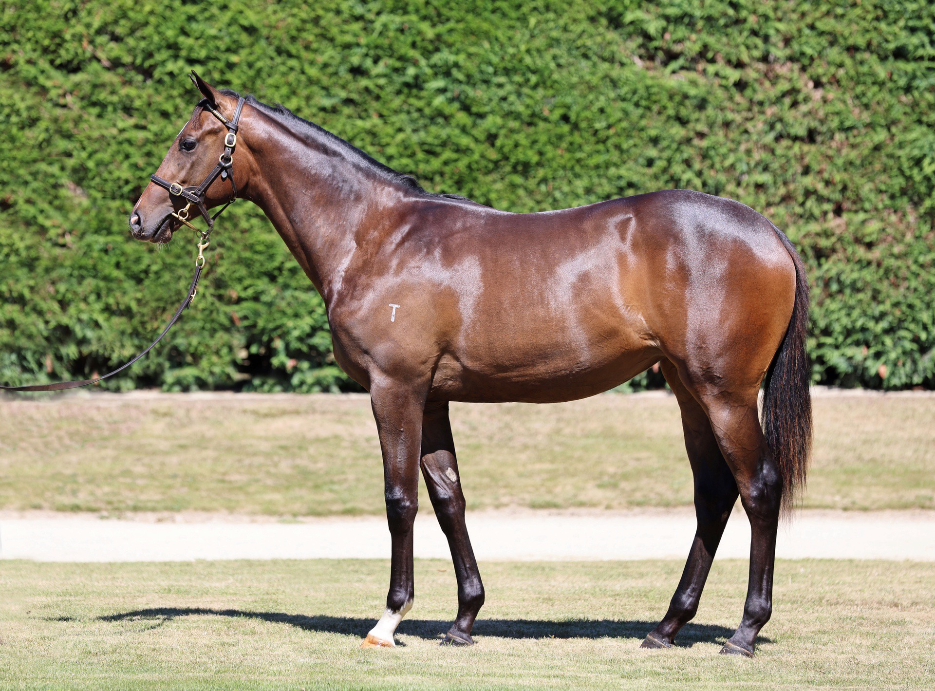 Per Incanto (USA) ‐ Jojo Roxx (AUS)