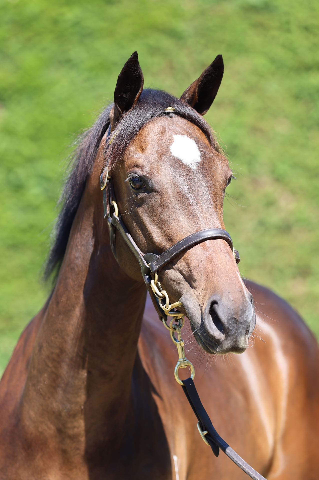 Per Incanto (USA) ‐ Jojo Roxx (AUS)