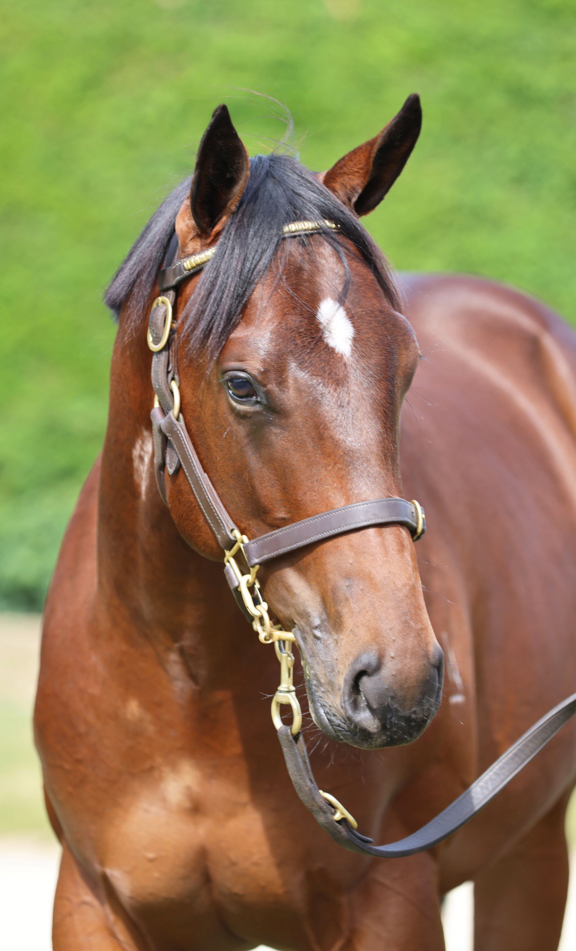 Per Incanto (USA) ‐ Kechika (AUS)