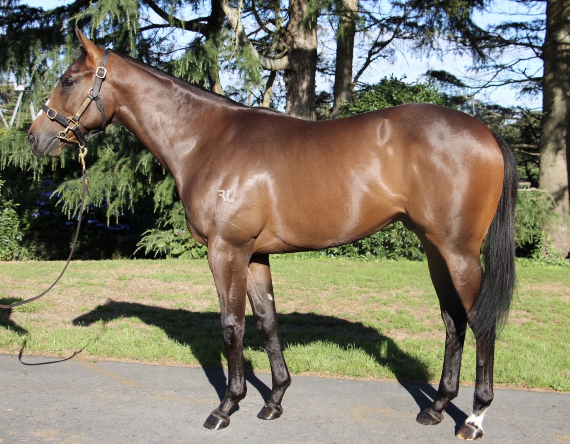 Per Incanto (USA) ‐ Los Vargas (NZ)