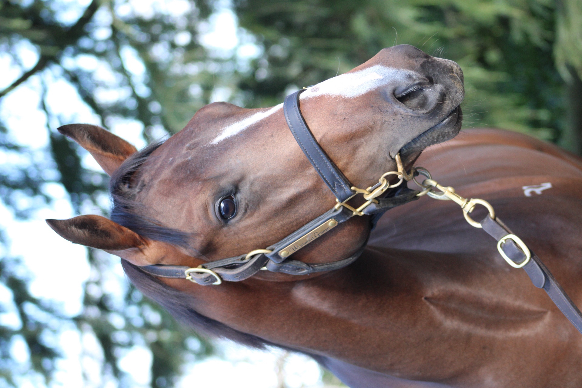 Per Incanto (USA) ‐ Los Vargas (NZ)