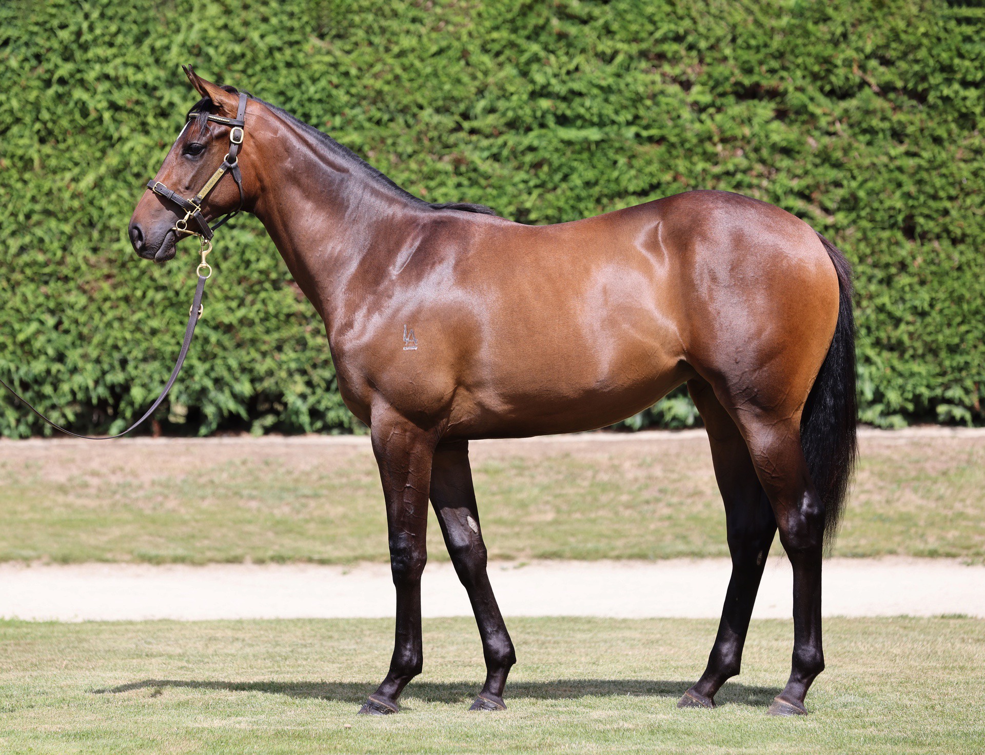 Ardrossan (AUS) ‐ Suntribute (NZ)