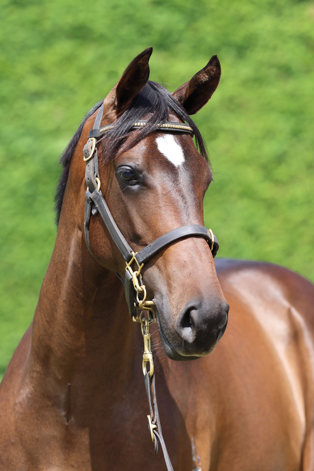 Ardrossan (AUS) ‐ Suntribute (NZ)